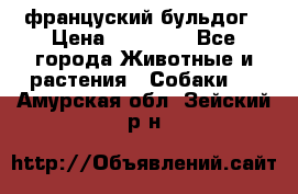 француский бульдог › Цена ­ 40 000 - Все города Животные и растения » Собаки   . Амурская обл.,Зейский р-н